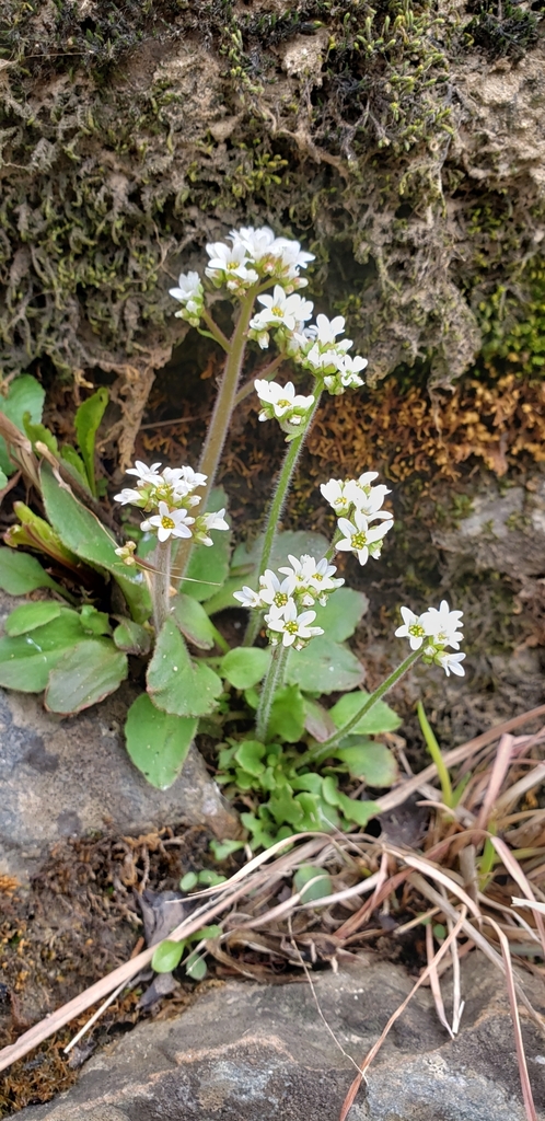 Early saxifrage