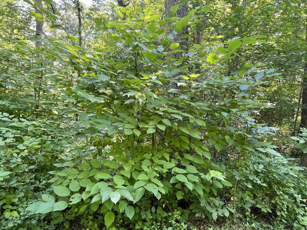 Red mulberry