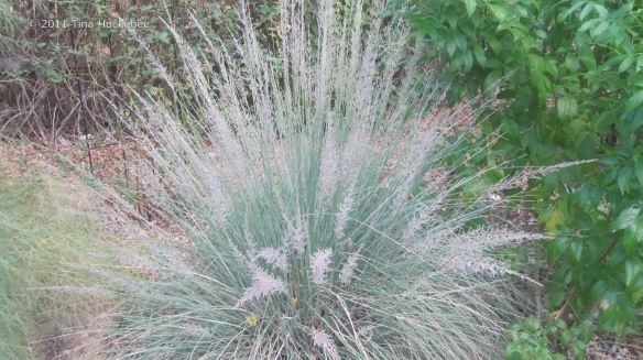 Hair-awn muhly