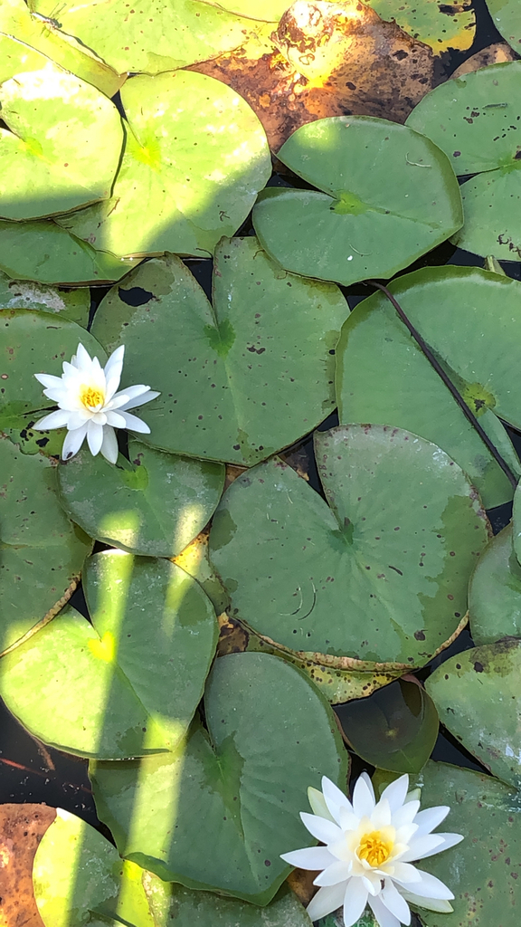 American water lily