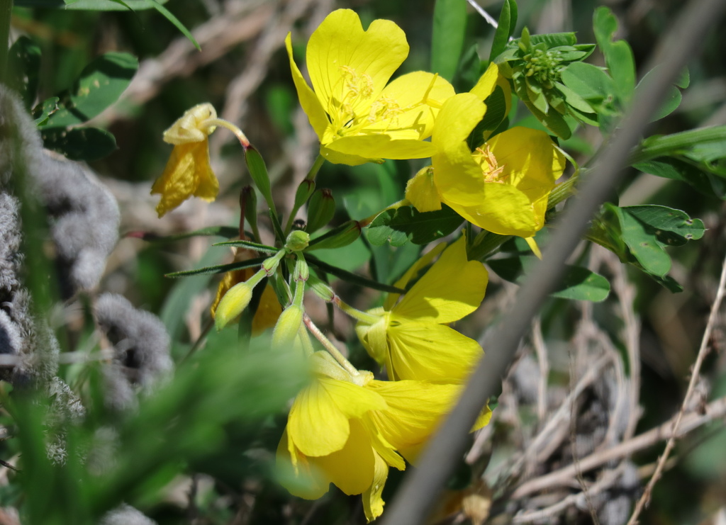 Narrow-leaf sundrops