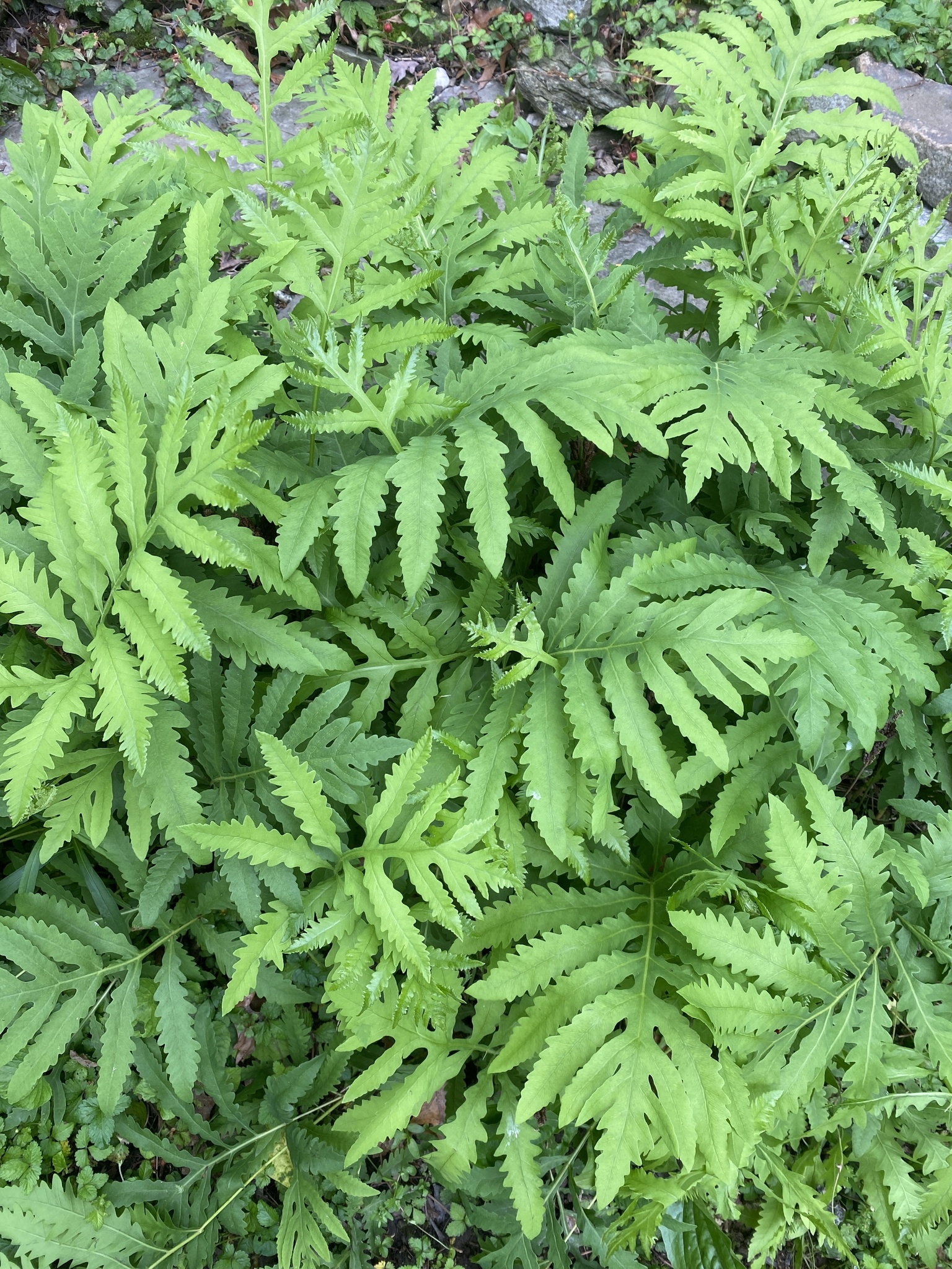 Sensitive fern