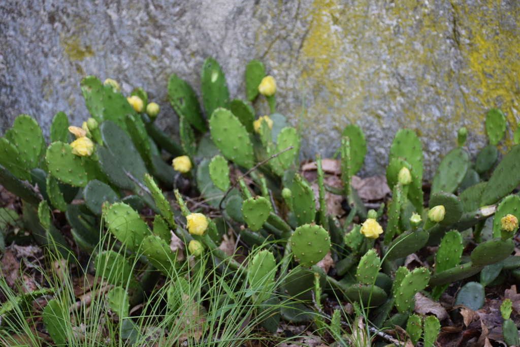Eastern prickly-pear