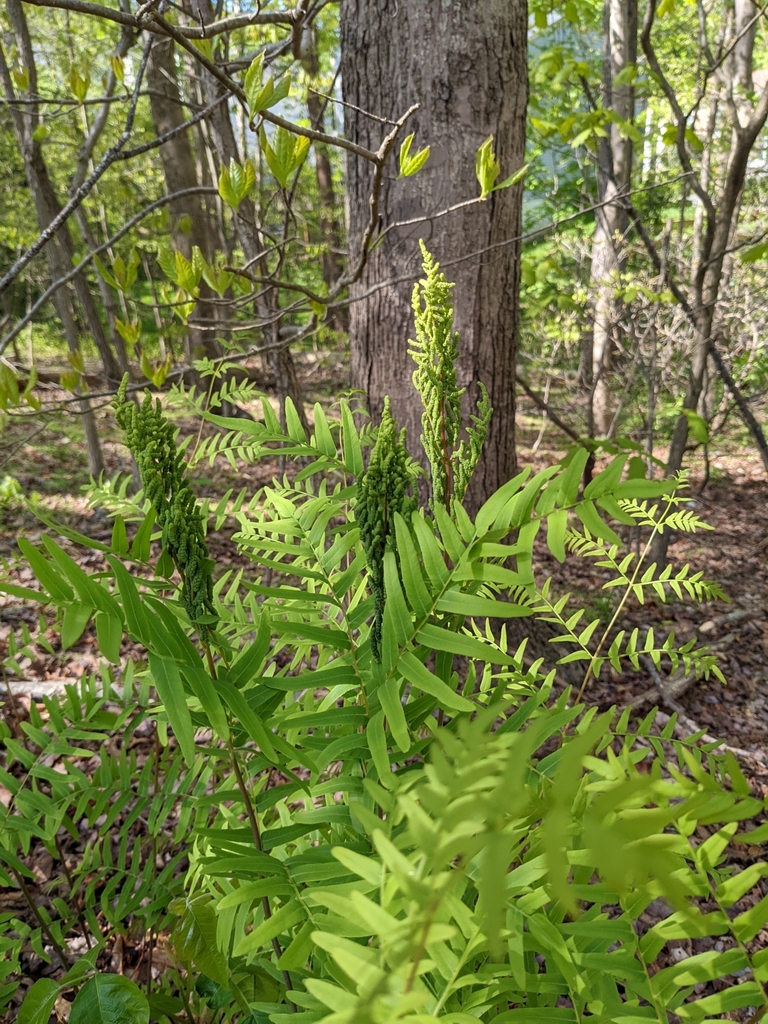 Royal fern