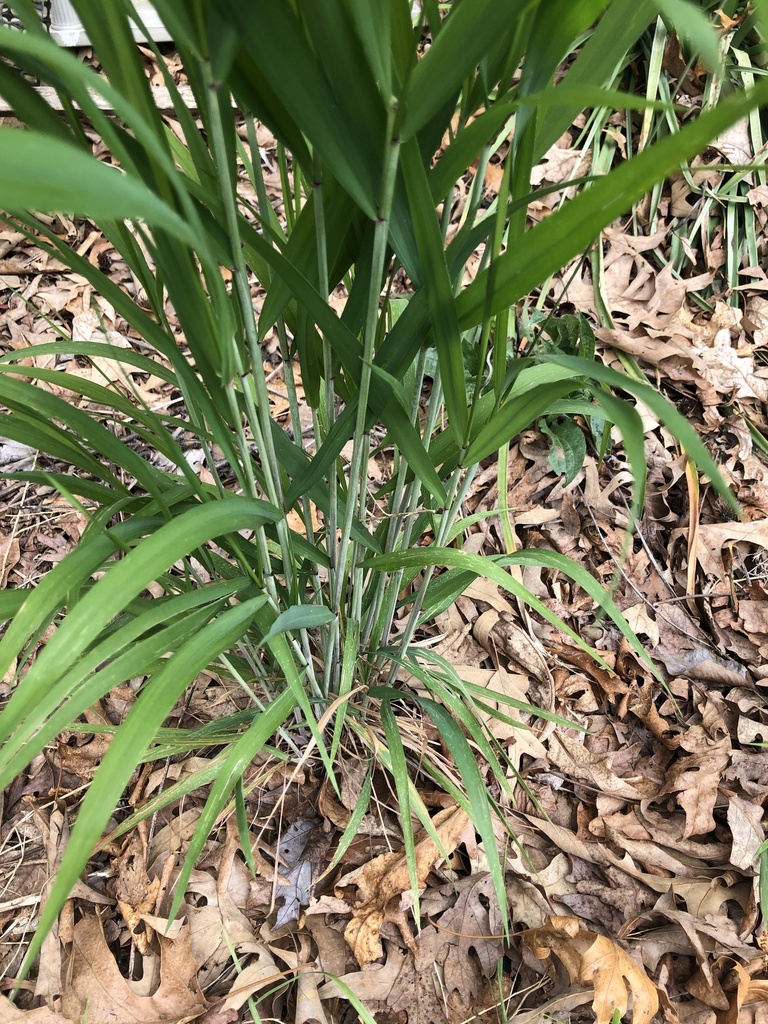 Switchgrass