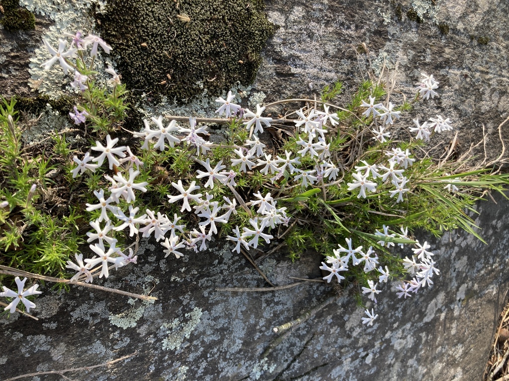 Moss phlox