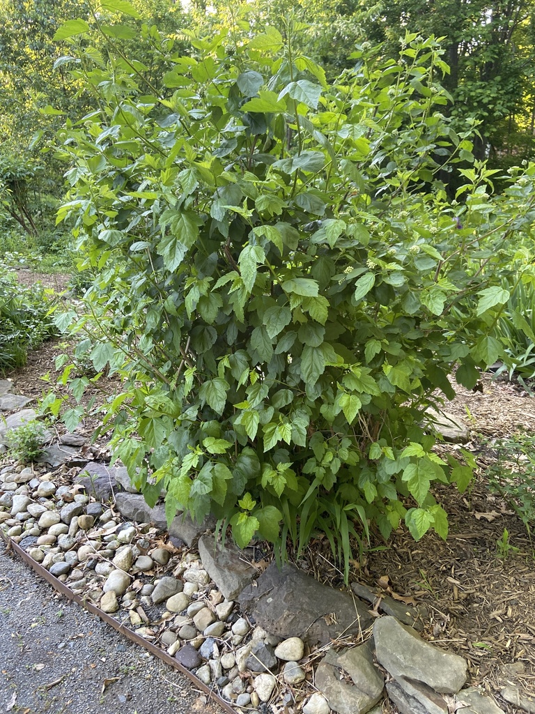 Ninebark