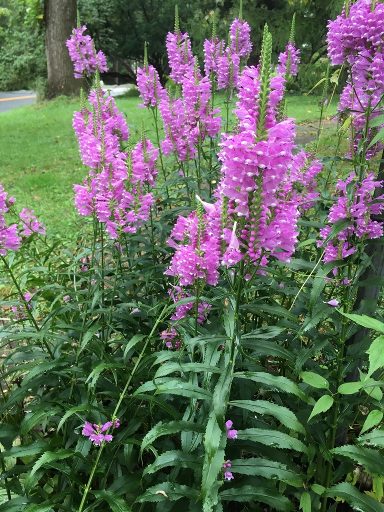 Obedient plant