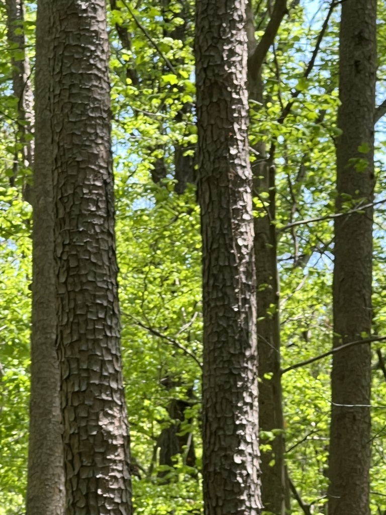 Shortleaf pine