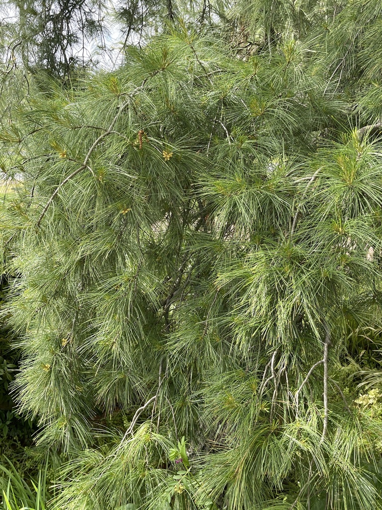 Eastern white pine