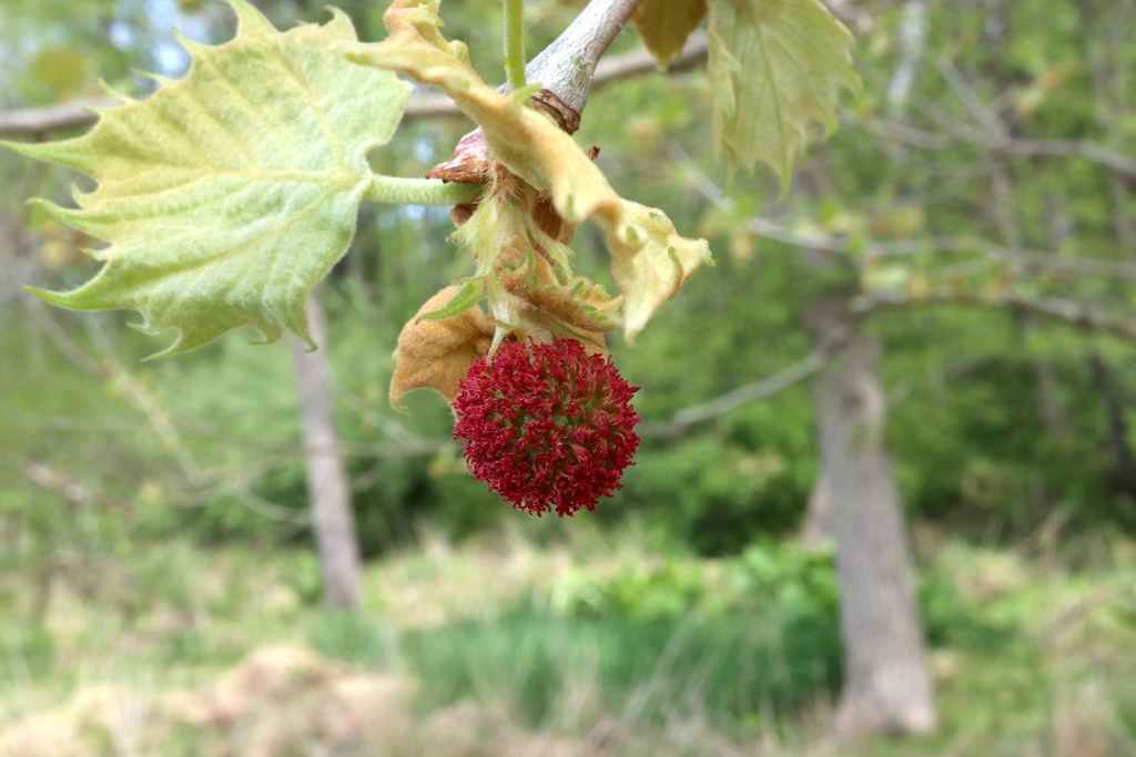 Sycamore