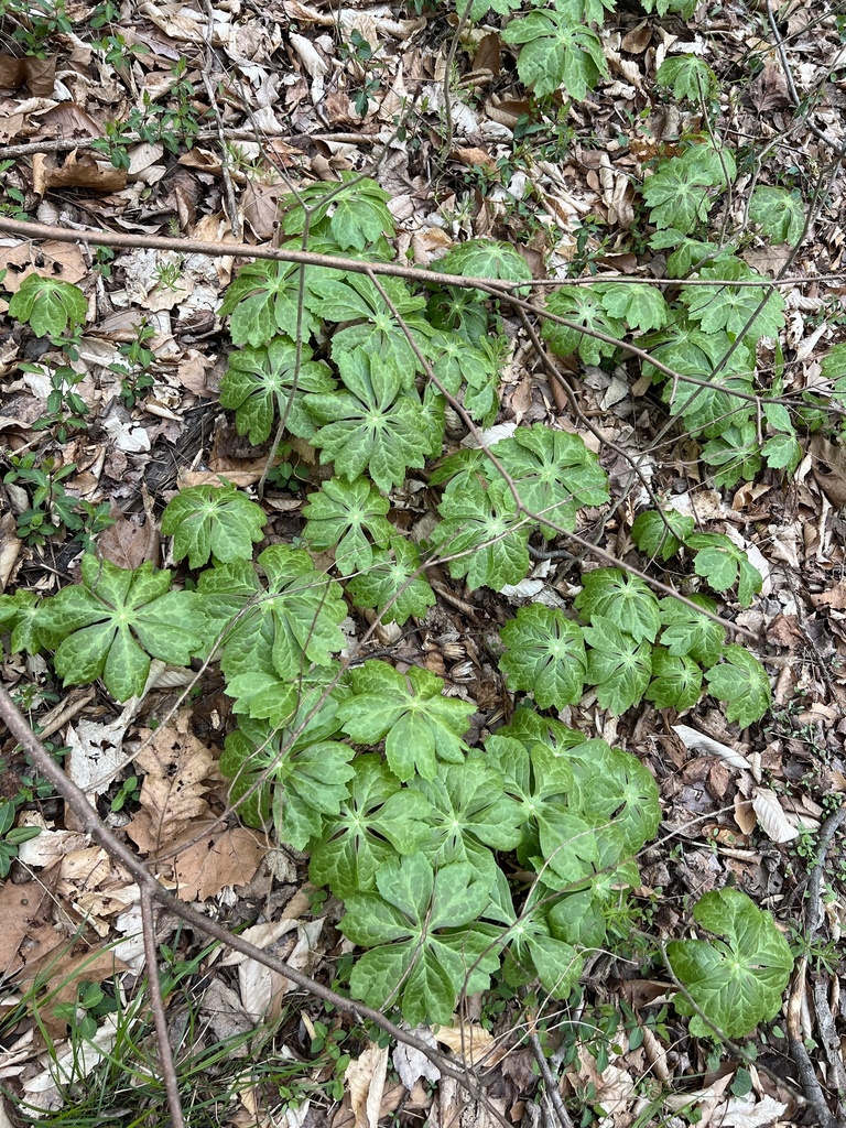 Mayapple