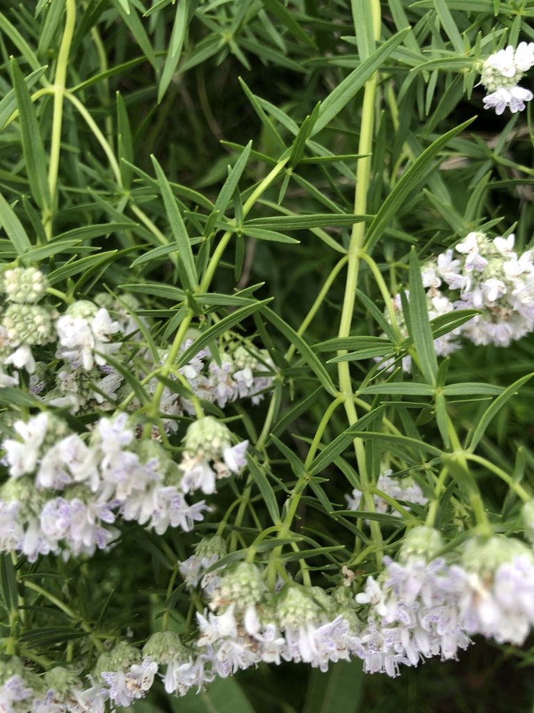 Narrow-leaf mountain-mint