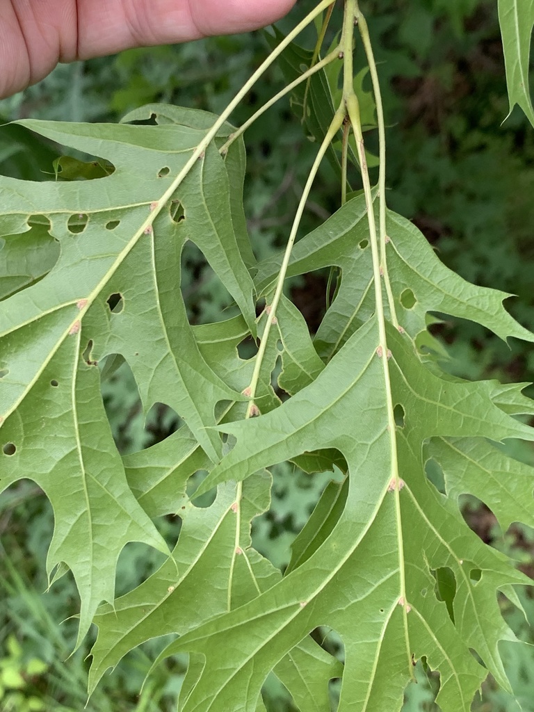 Scarlet oak