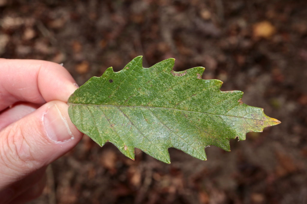 Swamp chestnut oak