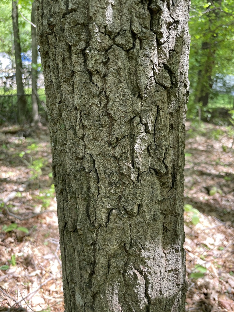 Chestnut oak