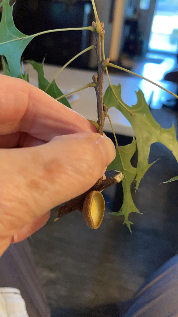 Pin oak