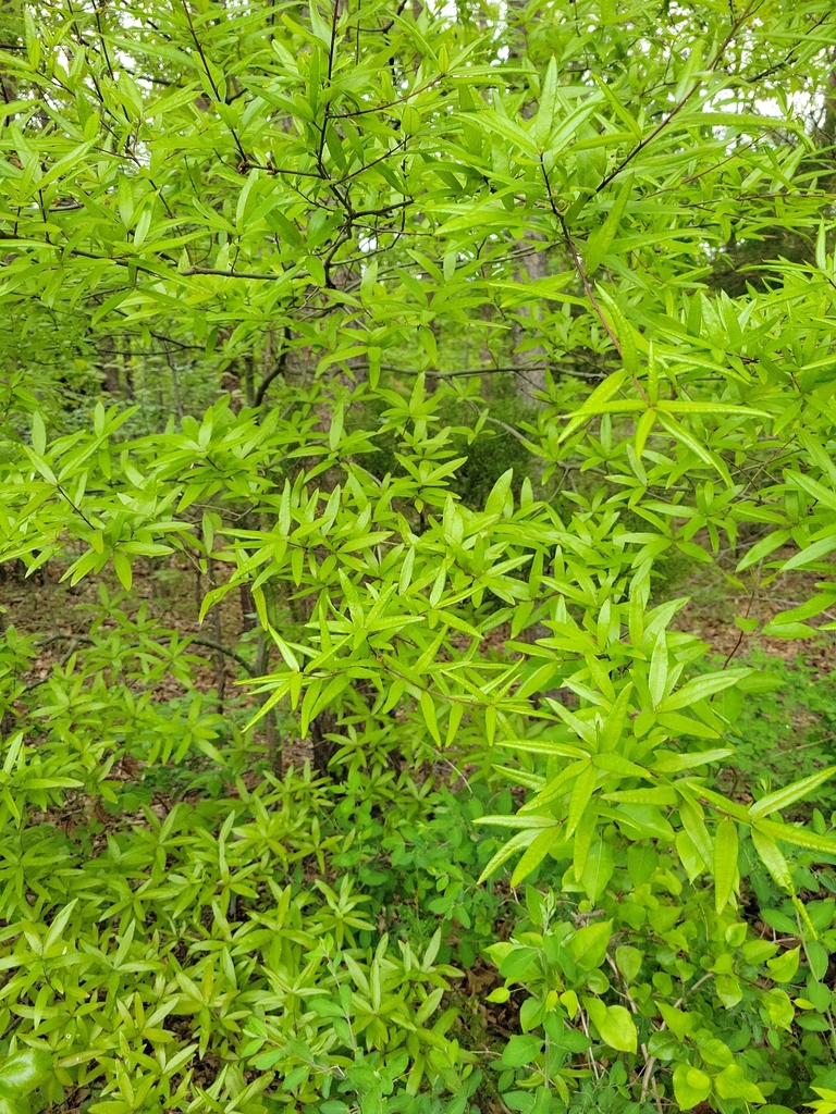 Willow oak