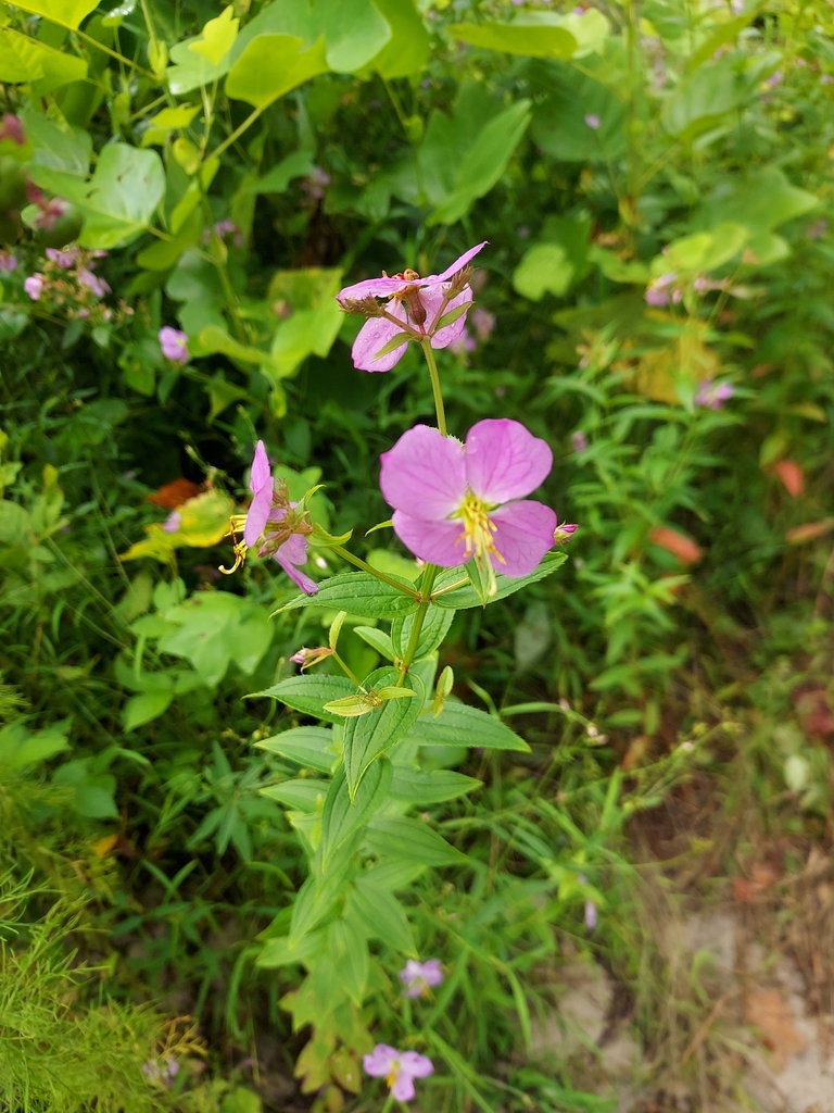 Virginia meadow beauty