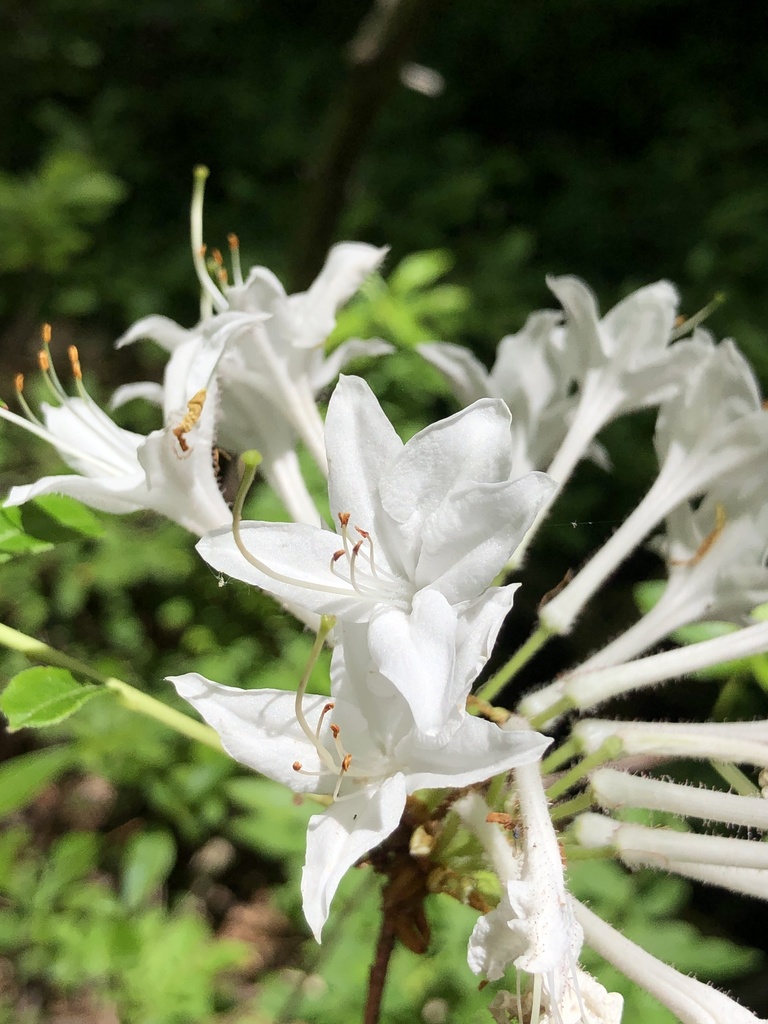 Swamp azalea