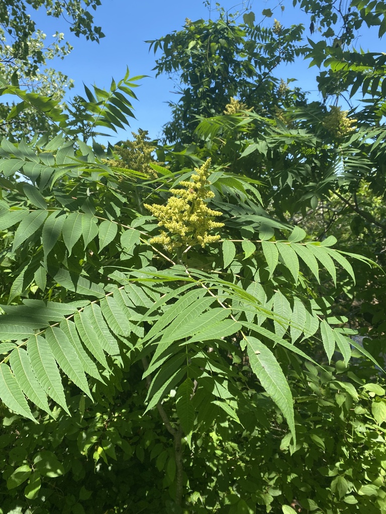 Smooth sumac