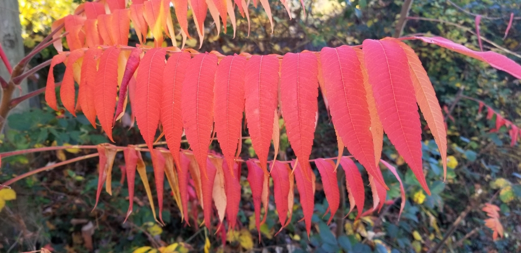Staghorn sumac