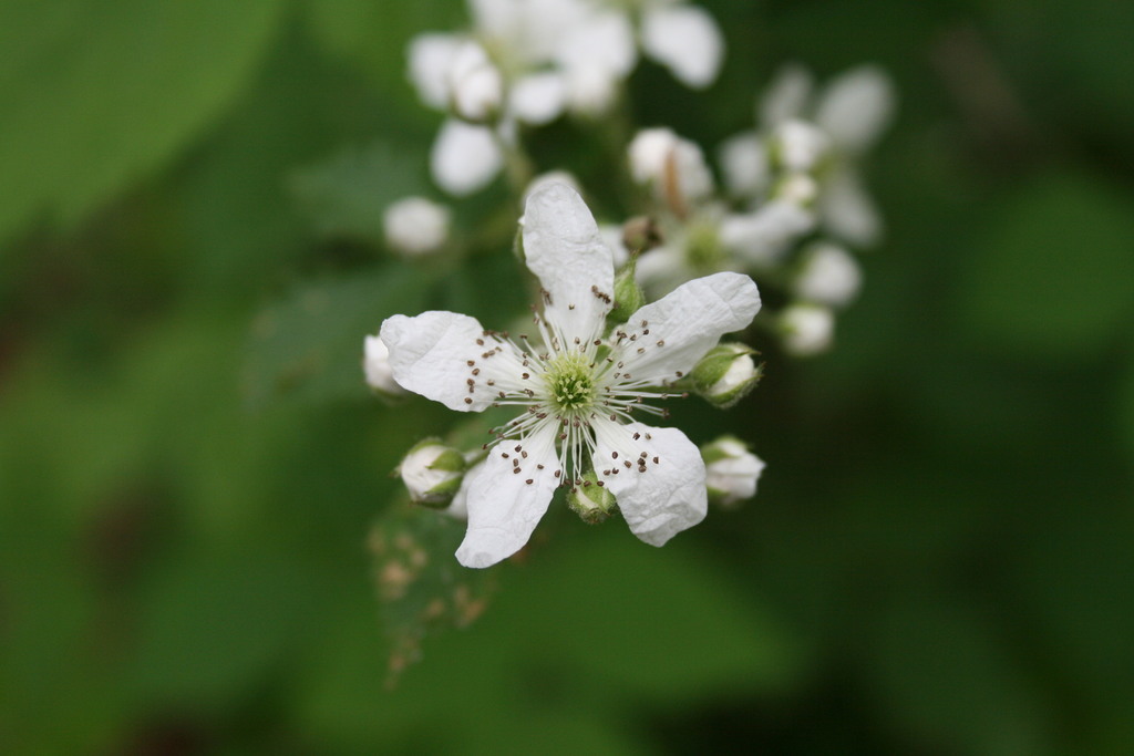 Allegheny blackberry