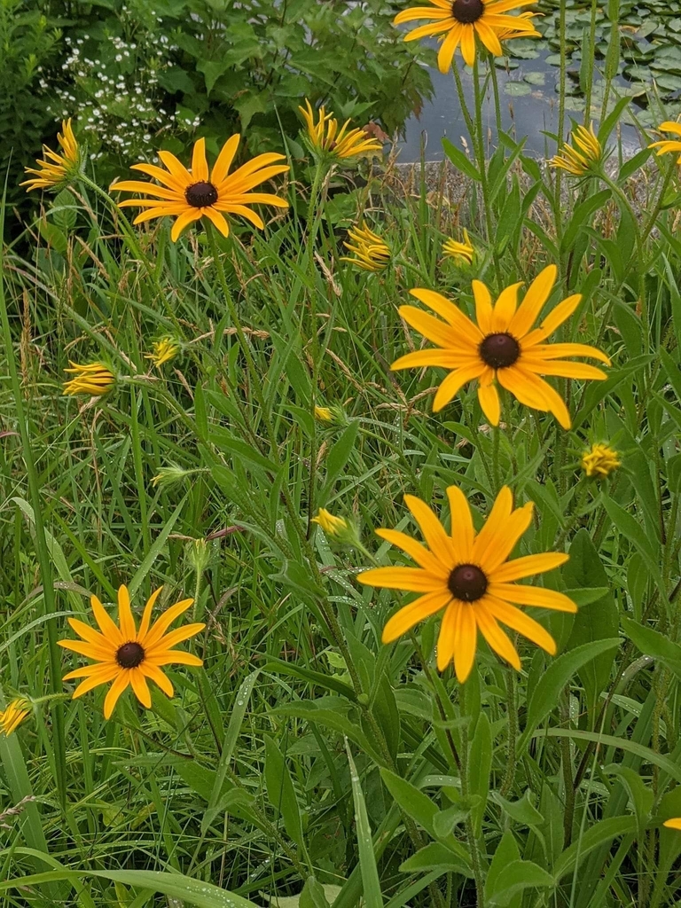 Orange coneflower