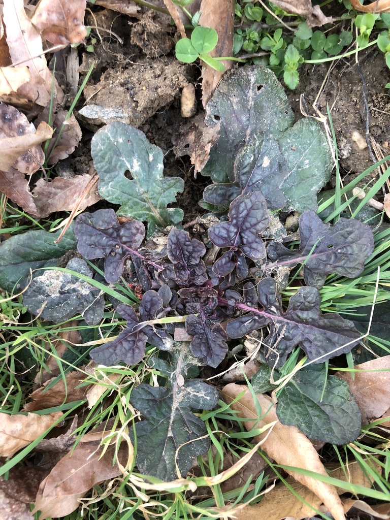 Lyre-leaf sage