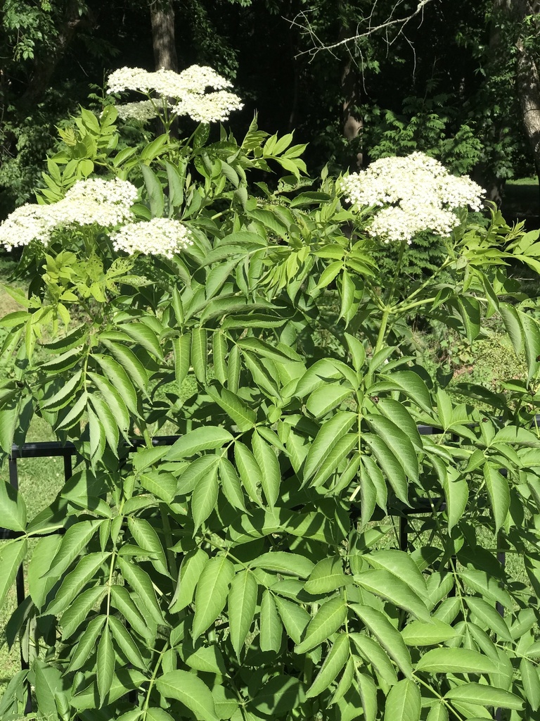 Common elderberry