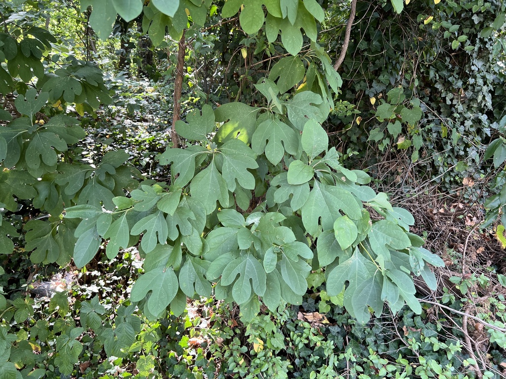 Sassafras