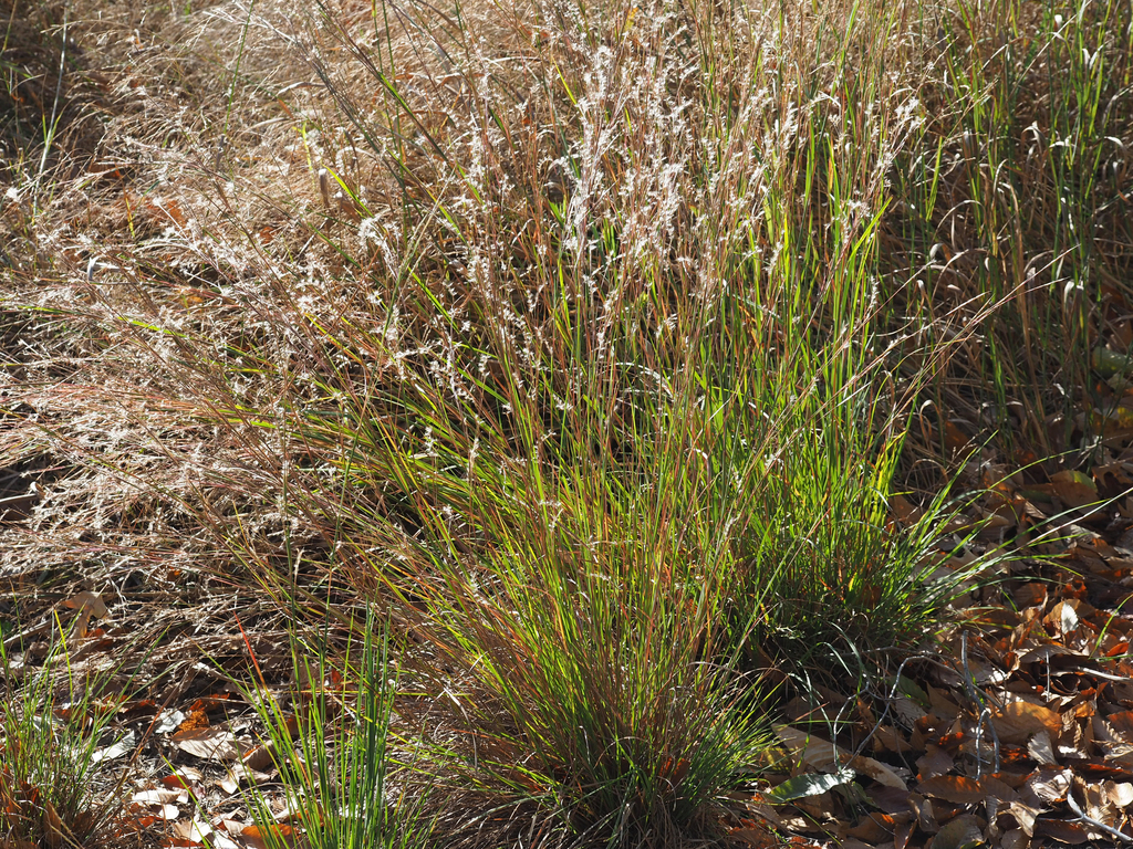 Little bluestem