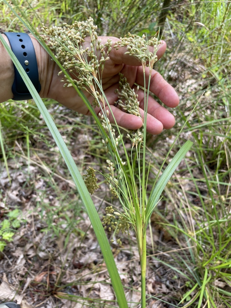 Woolgrass