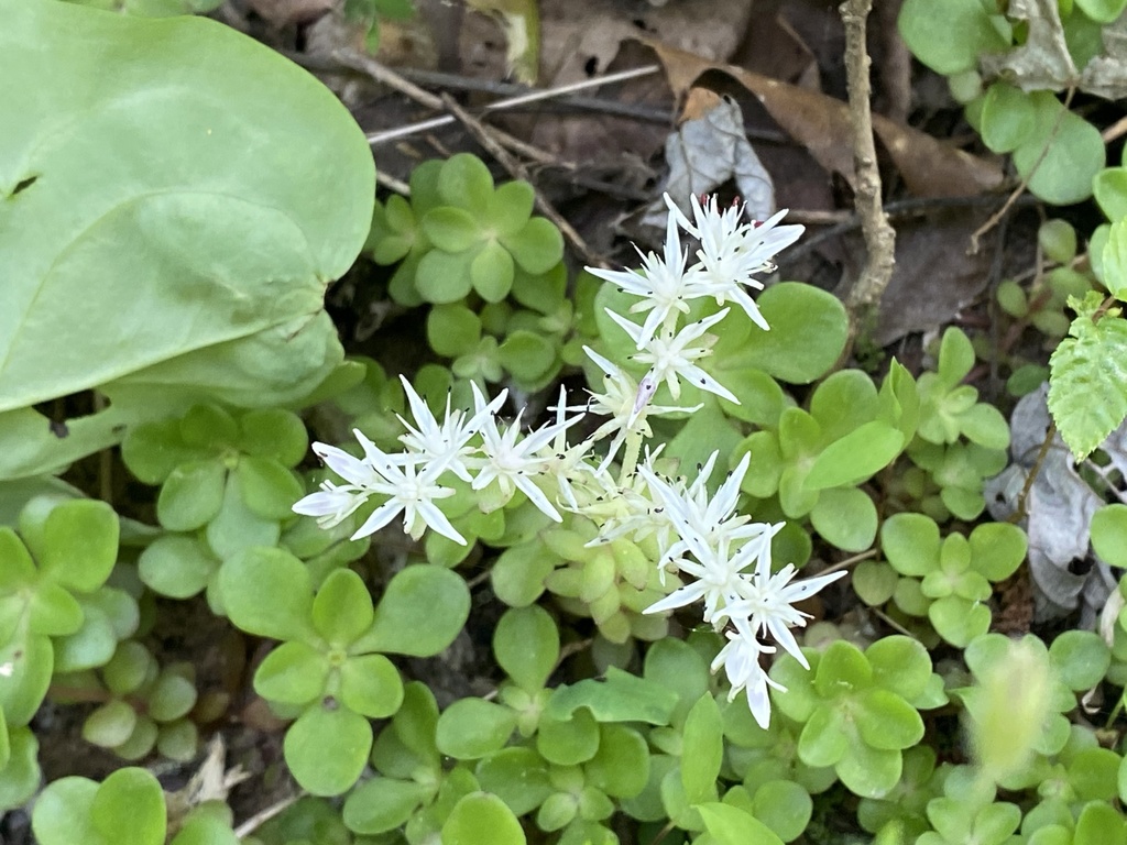 Wild stonecrop