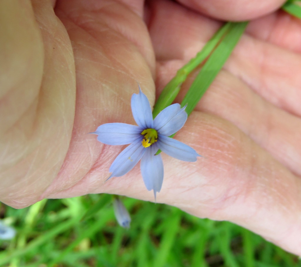 Narrow-leaved blue-eyed-grass