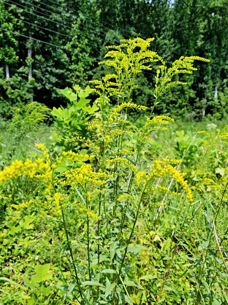 Early goldenrod