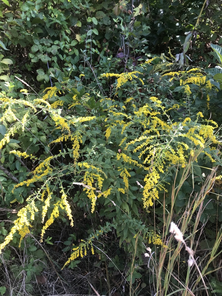Rough-stemmed goldenrod