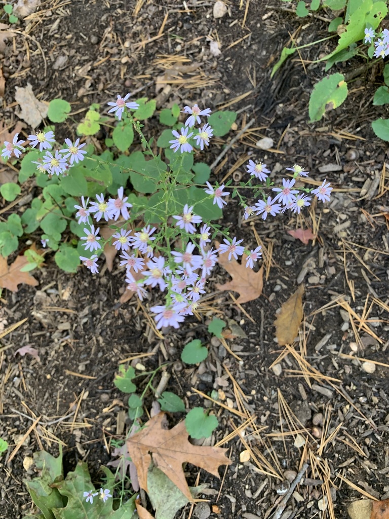 Blue wood aster