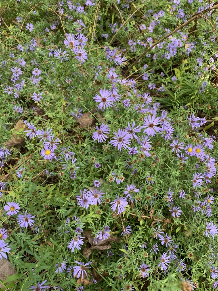 Smooth blue aster