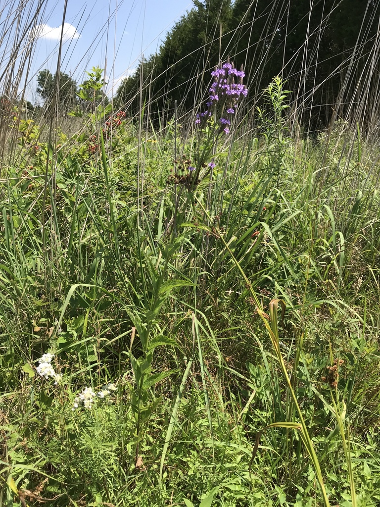 Blue vervain