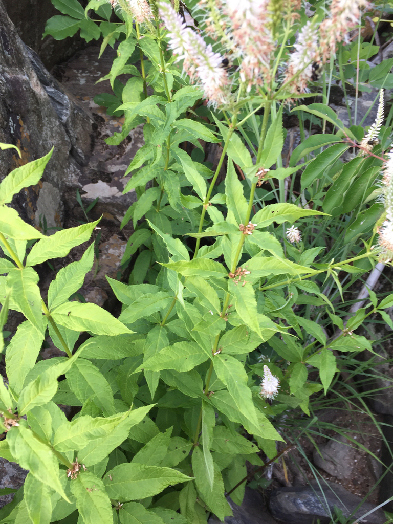 Culver's-root