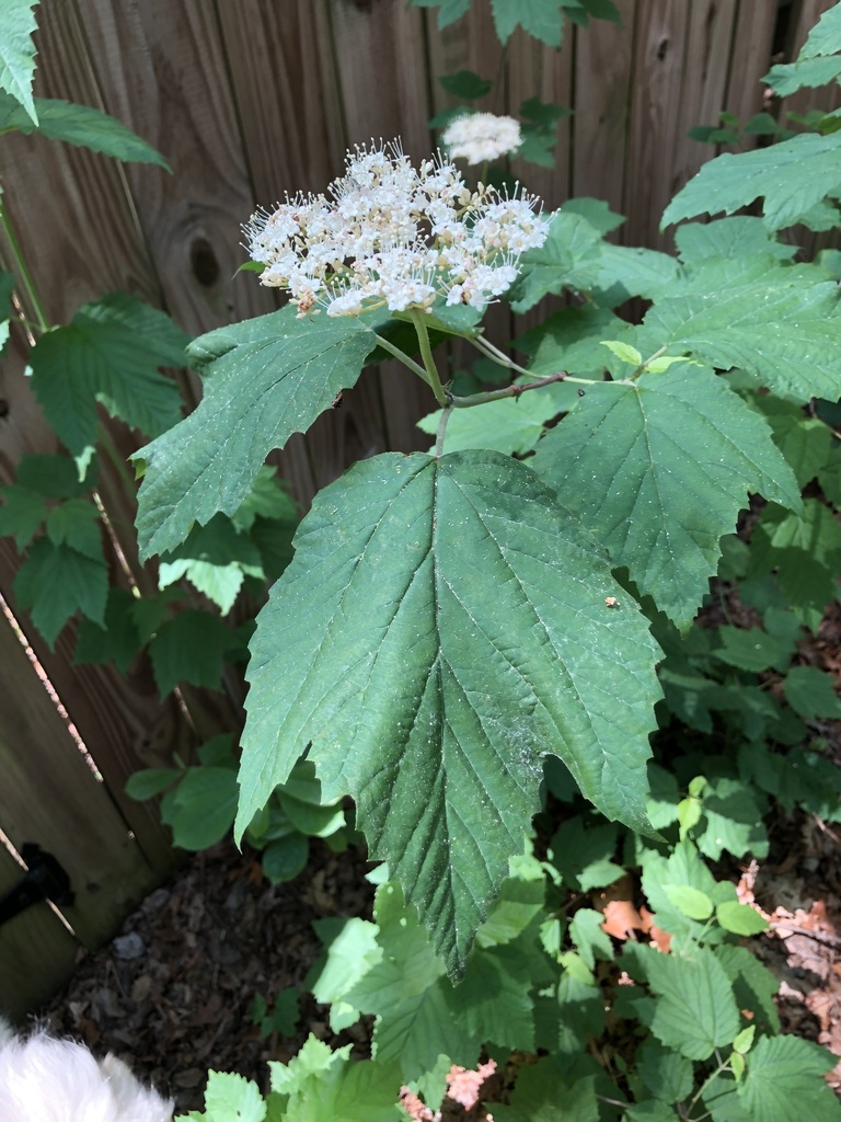 Maple-leaf viburnum