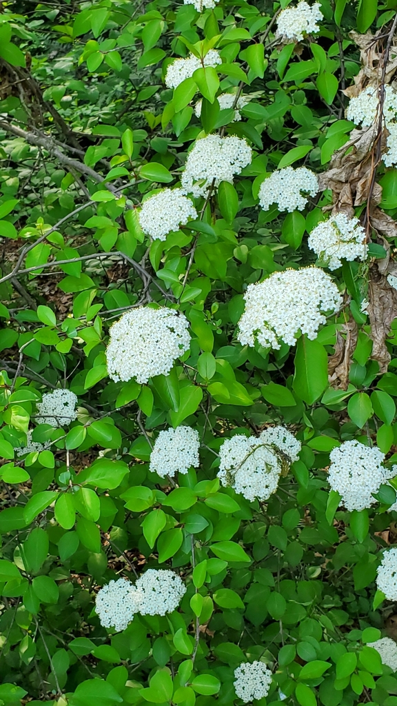 Black haw