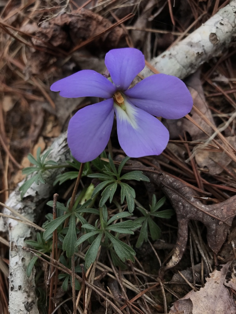 Bird's foot violet