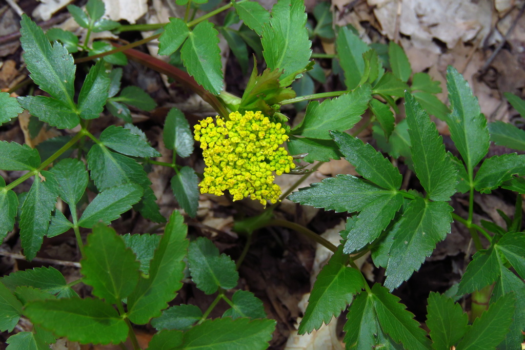 Common golden-alexanders