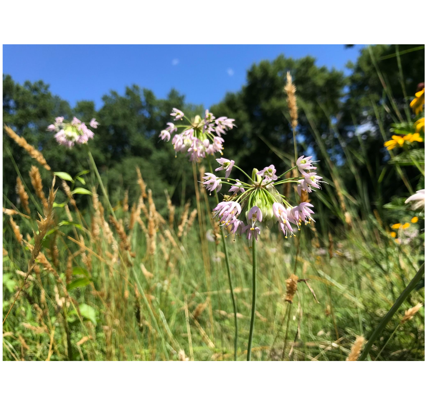 Nodding onion