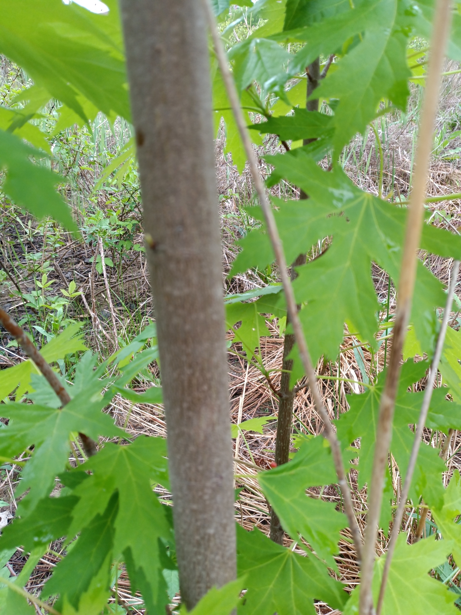 Silver maple