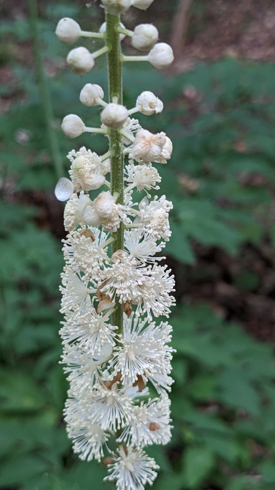 Common black cohosh