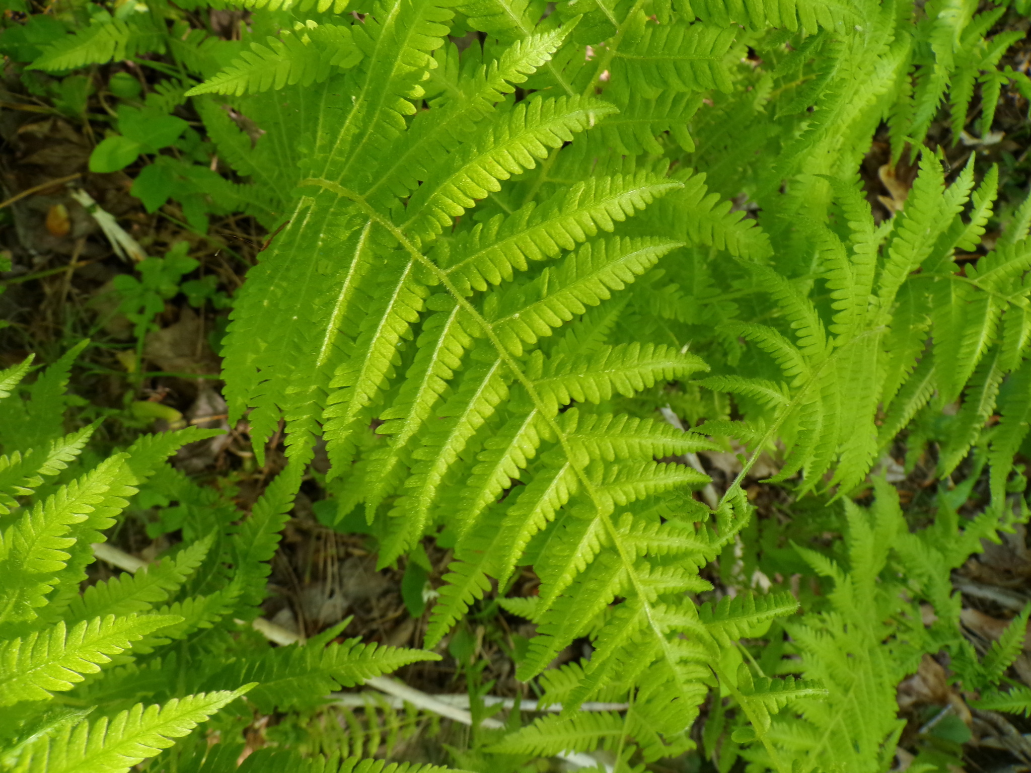 New york fern