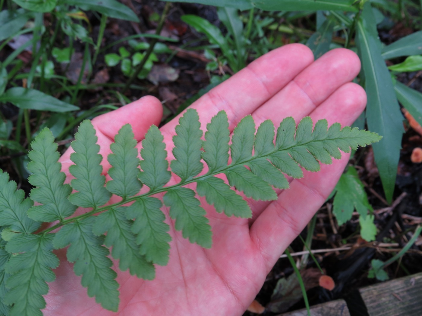 Crested wood fern